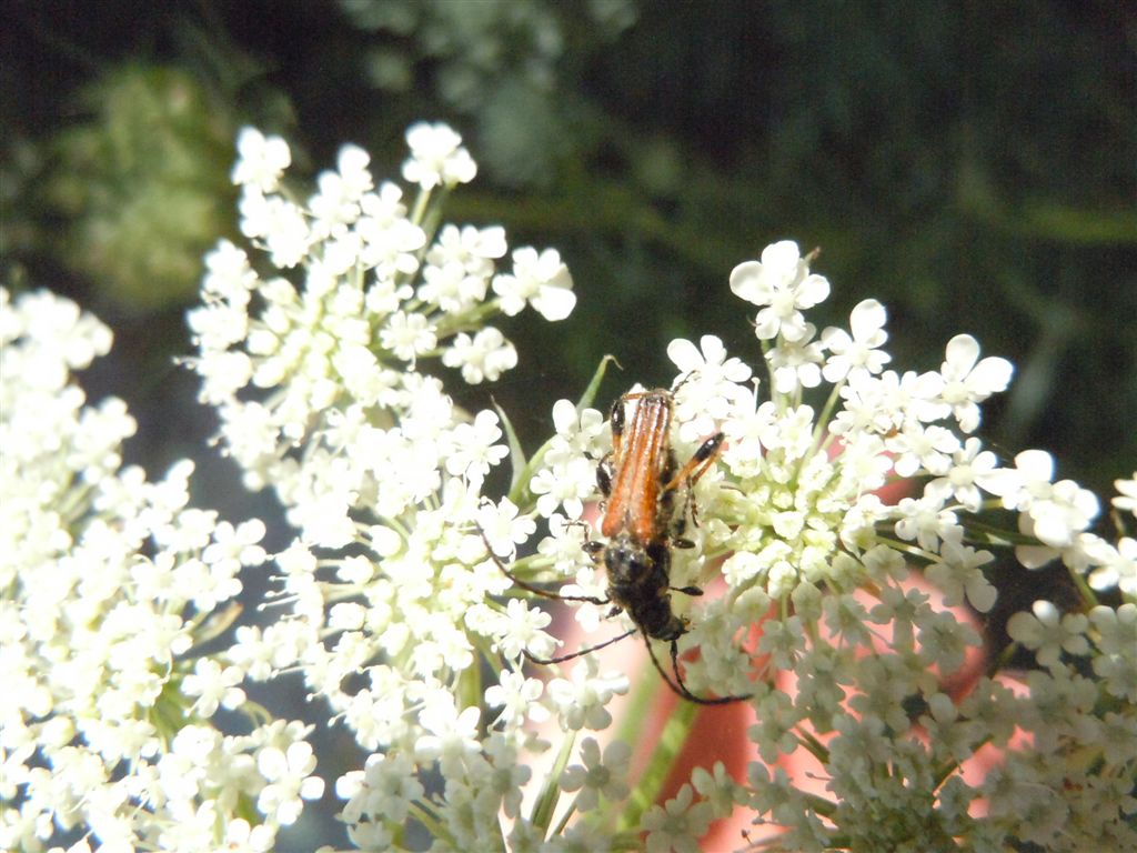 Oedemeridae? No. Stenopterus ater  (Cerambycidae)